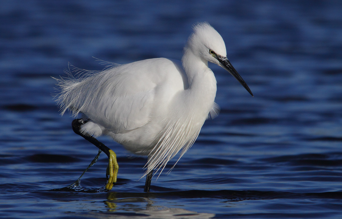 egret