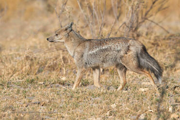 Canis adustus