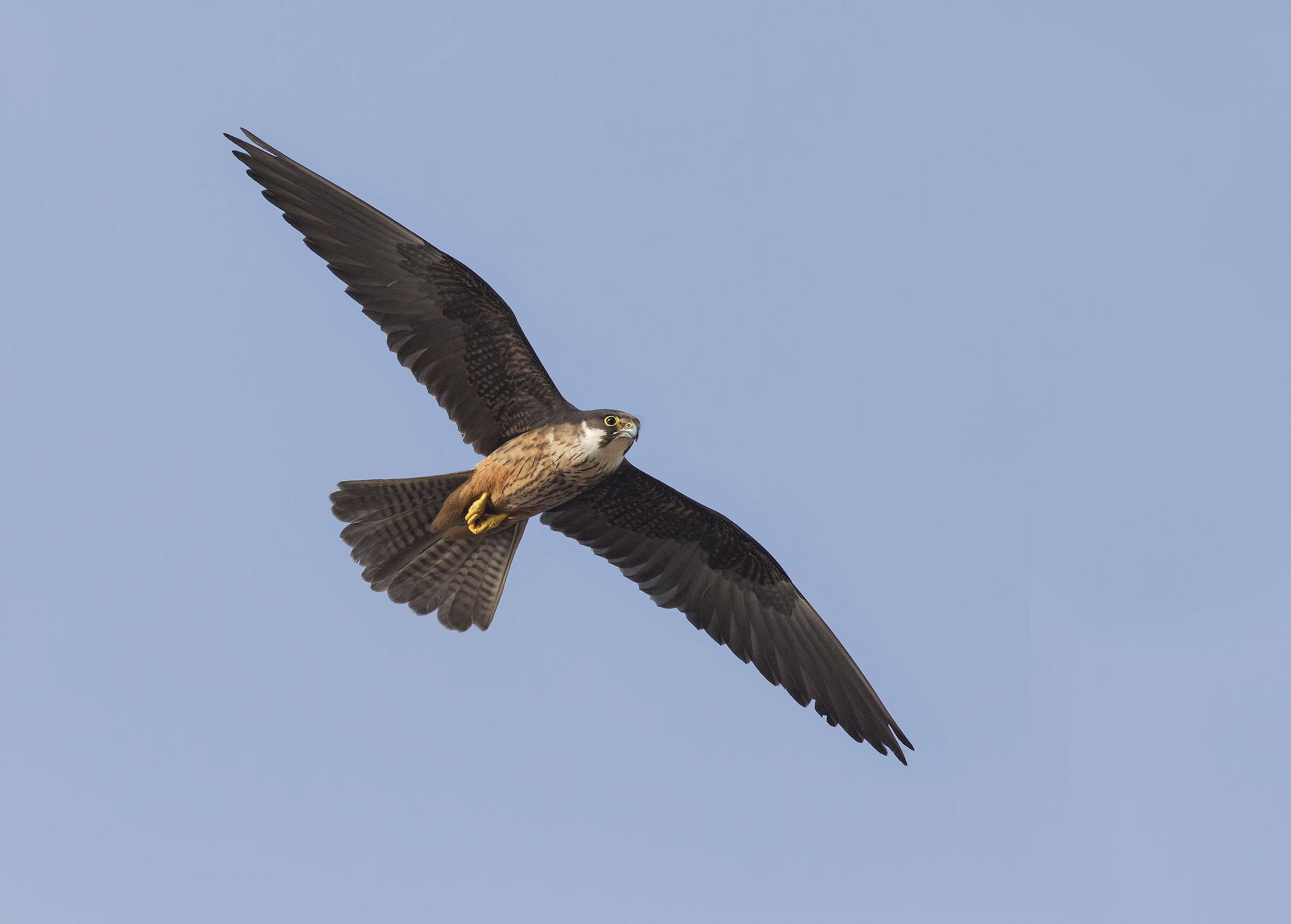 falco della regina (falco eleonorae)