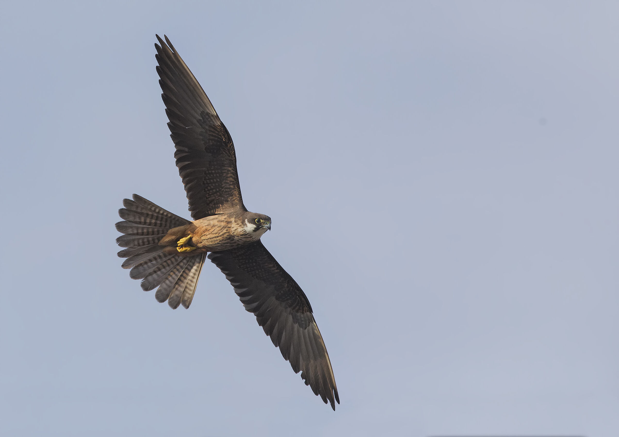 falco della regina (falco eleonorae)