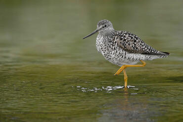 Tringa melanoleuca
