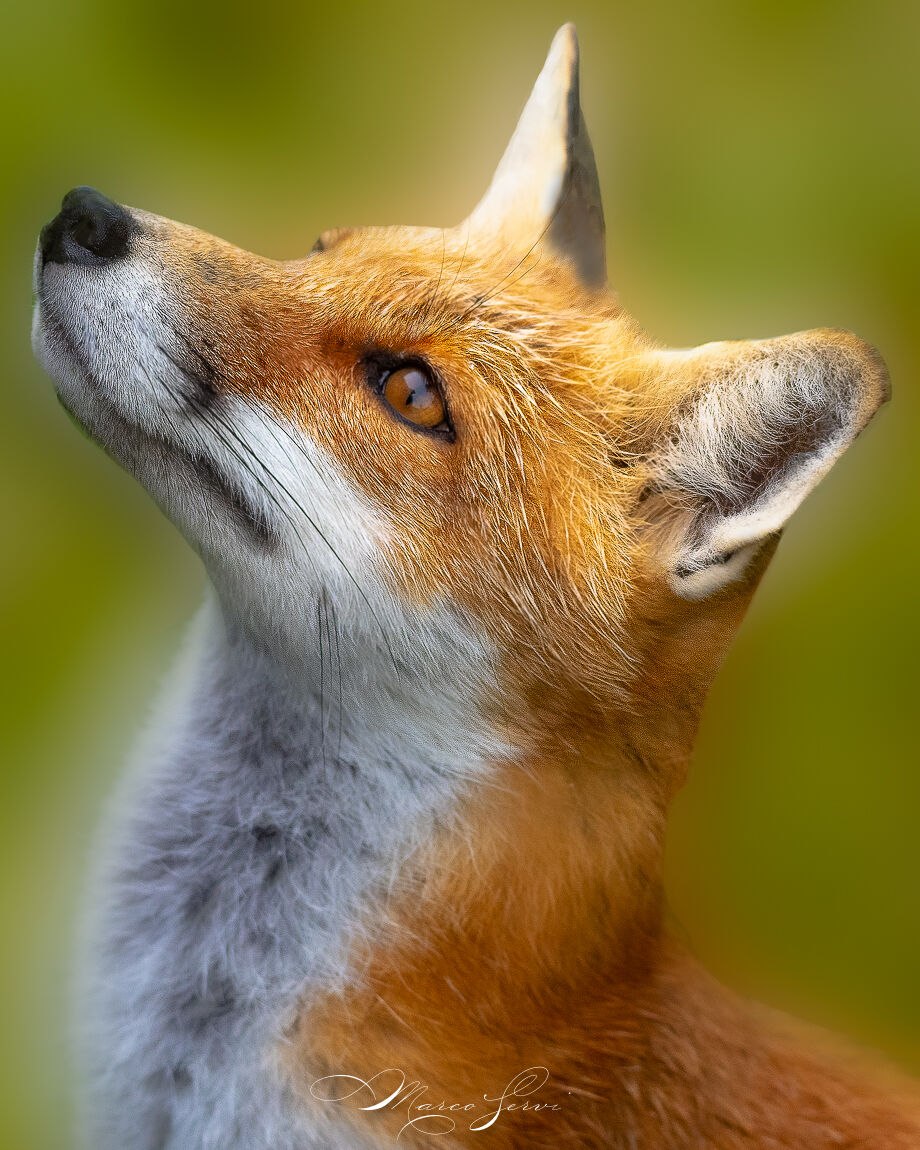 Red Fox
