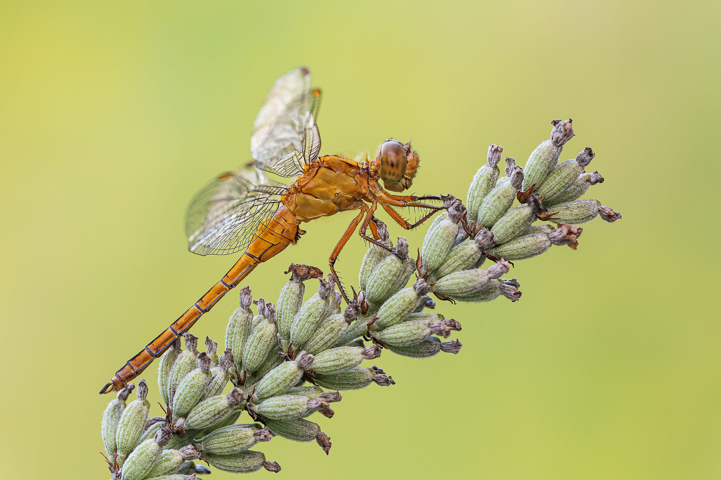 Orthetrum coerulescens (f)