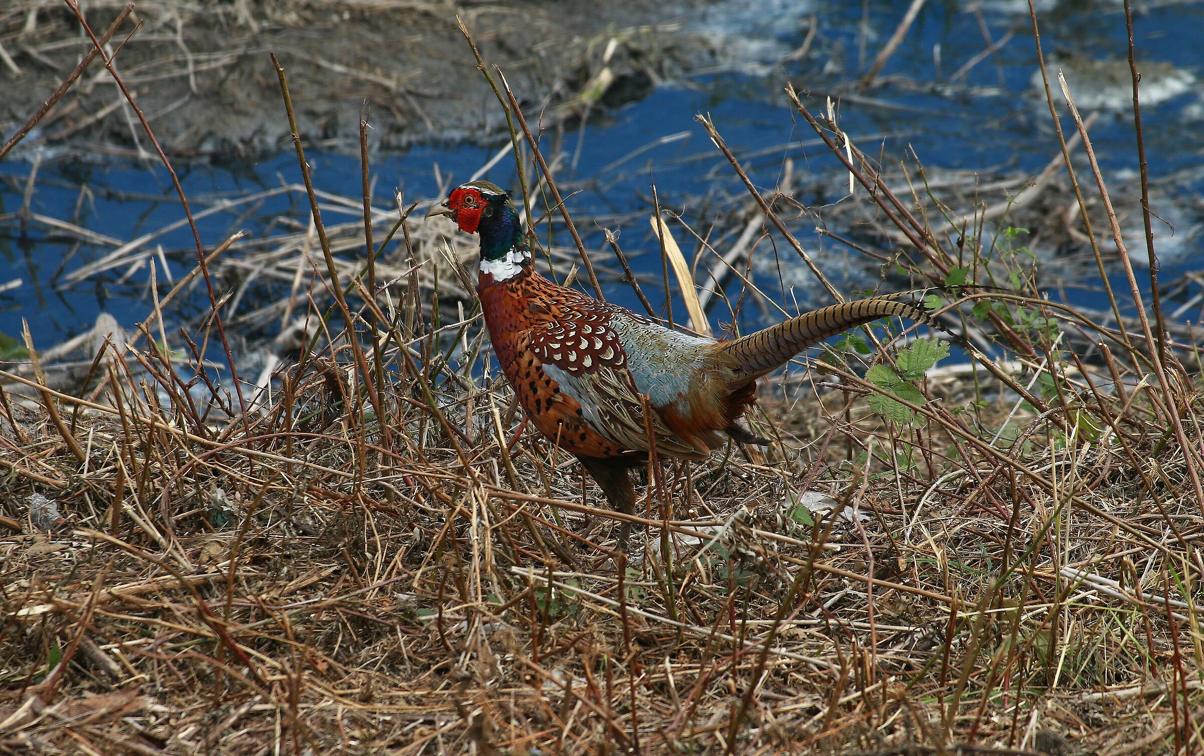 Pheasant - Phasianus colchicus