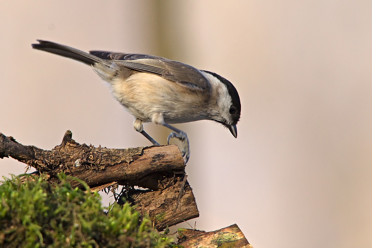 Cincia Bigia (Parus palustris)