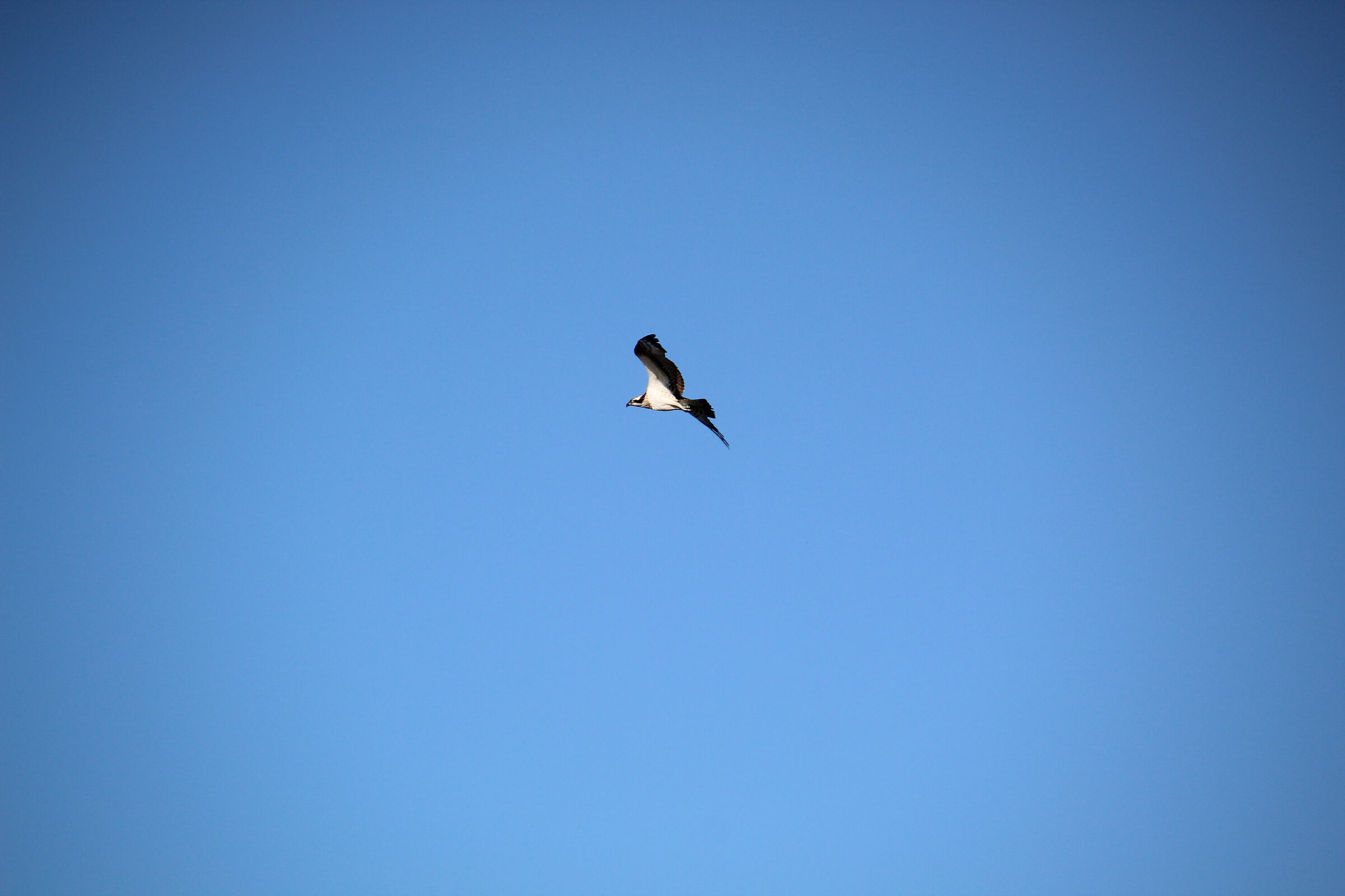 falco pescatore al lago di Fogliano