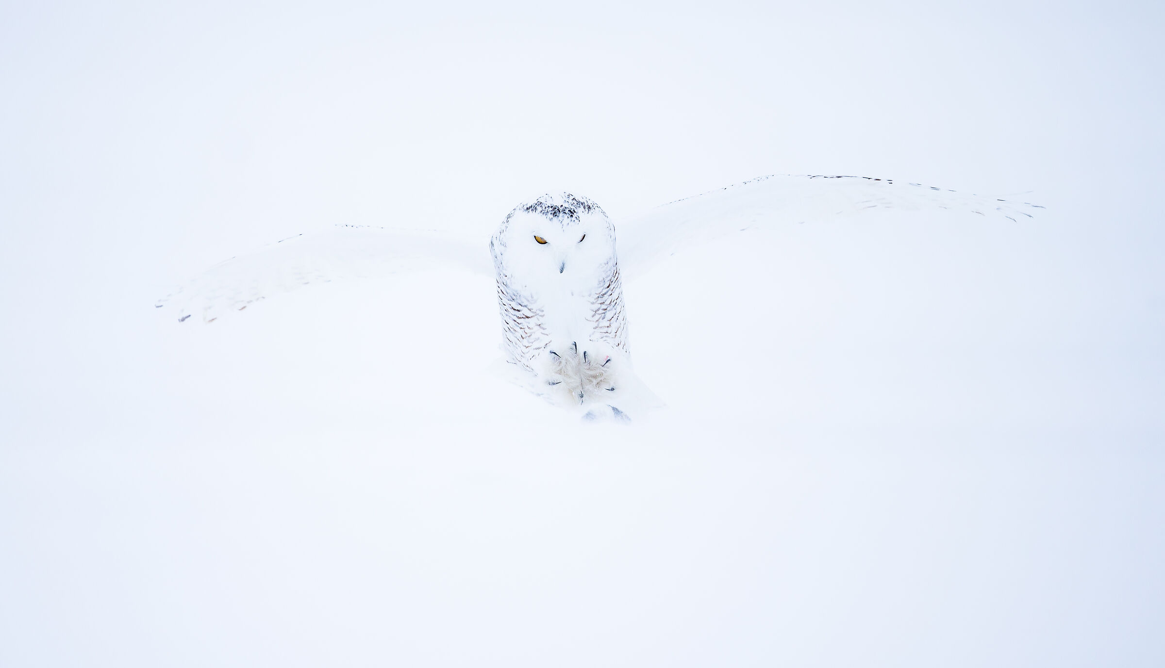 Snow Owl