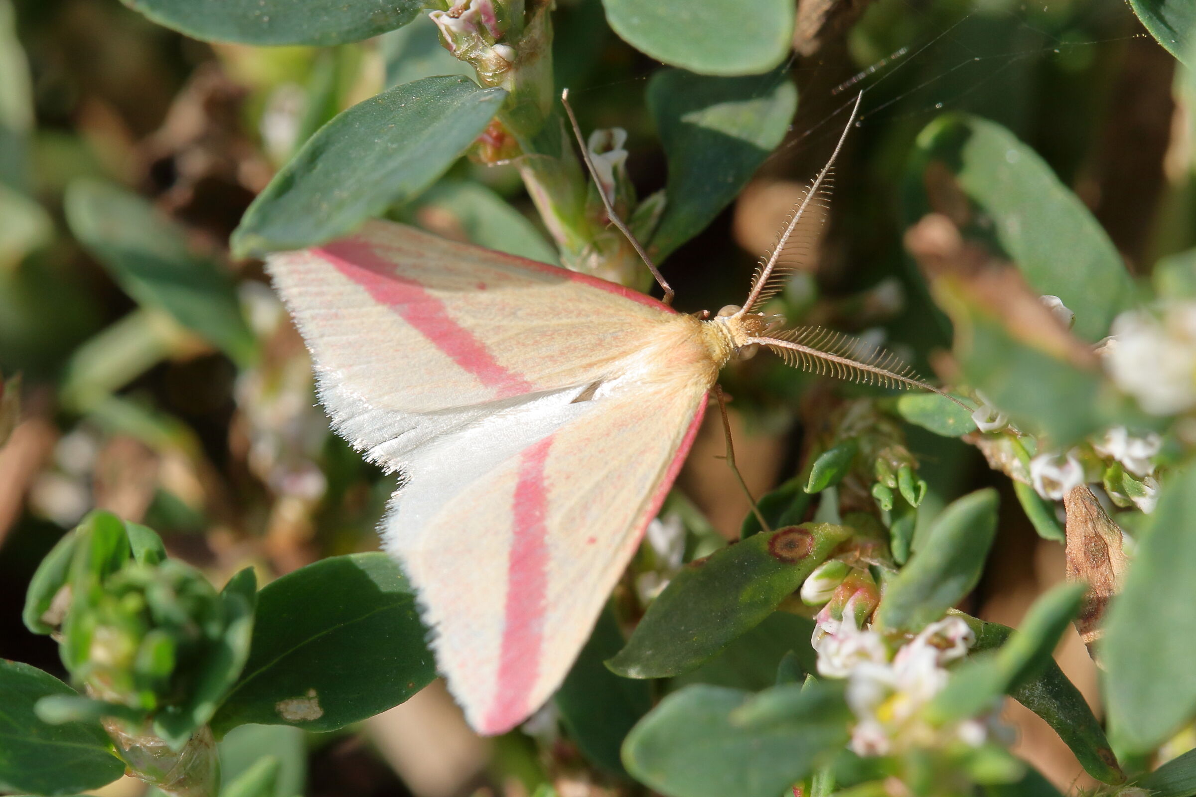 Butterfly or moth 1?