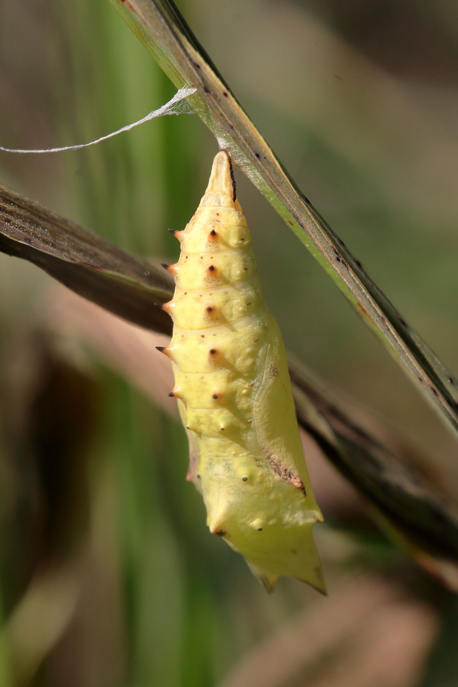 Chrysalis