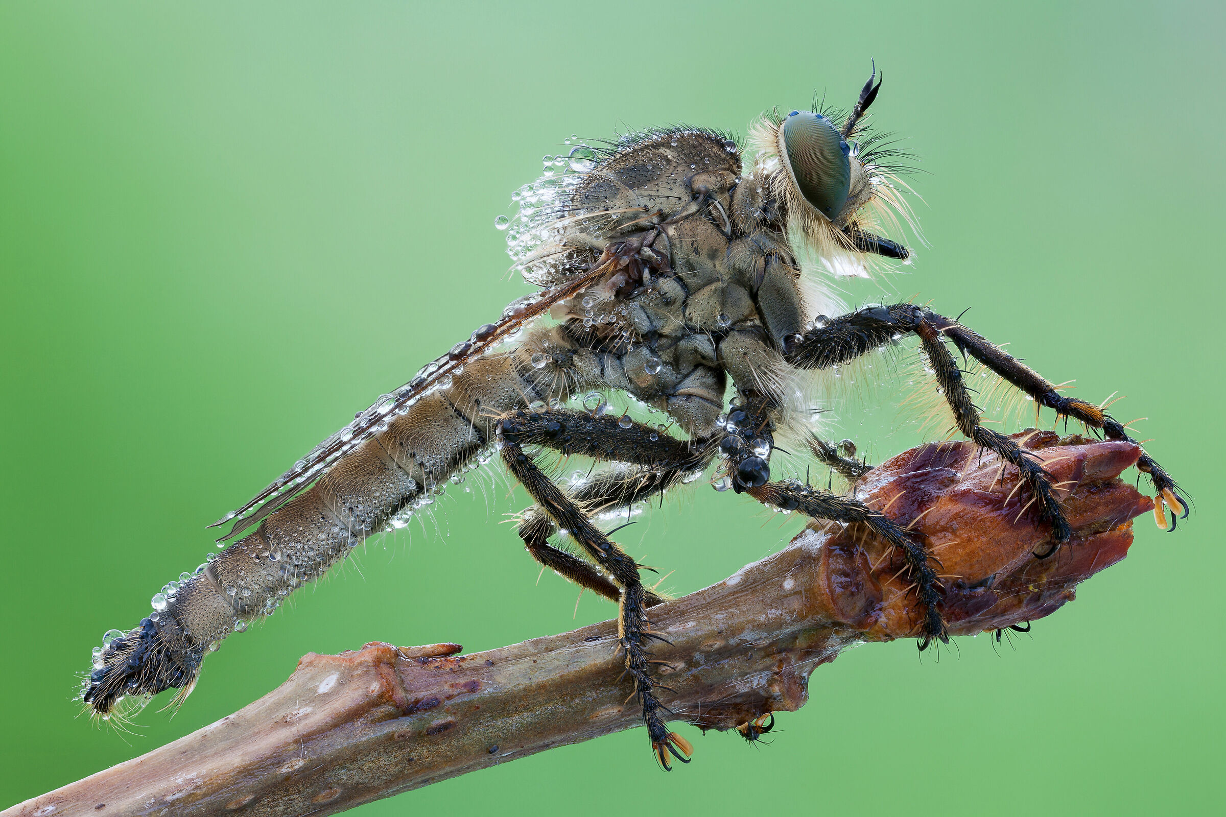 Machimus cf rusticus