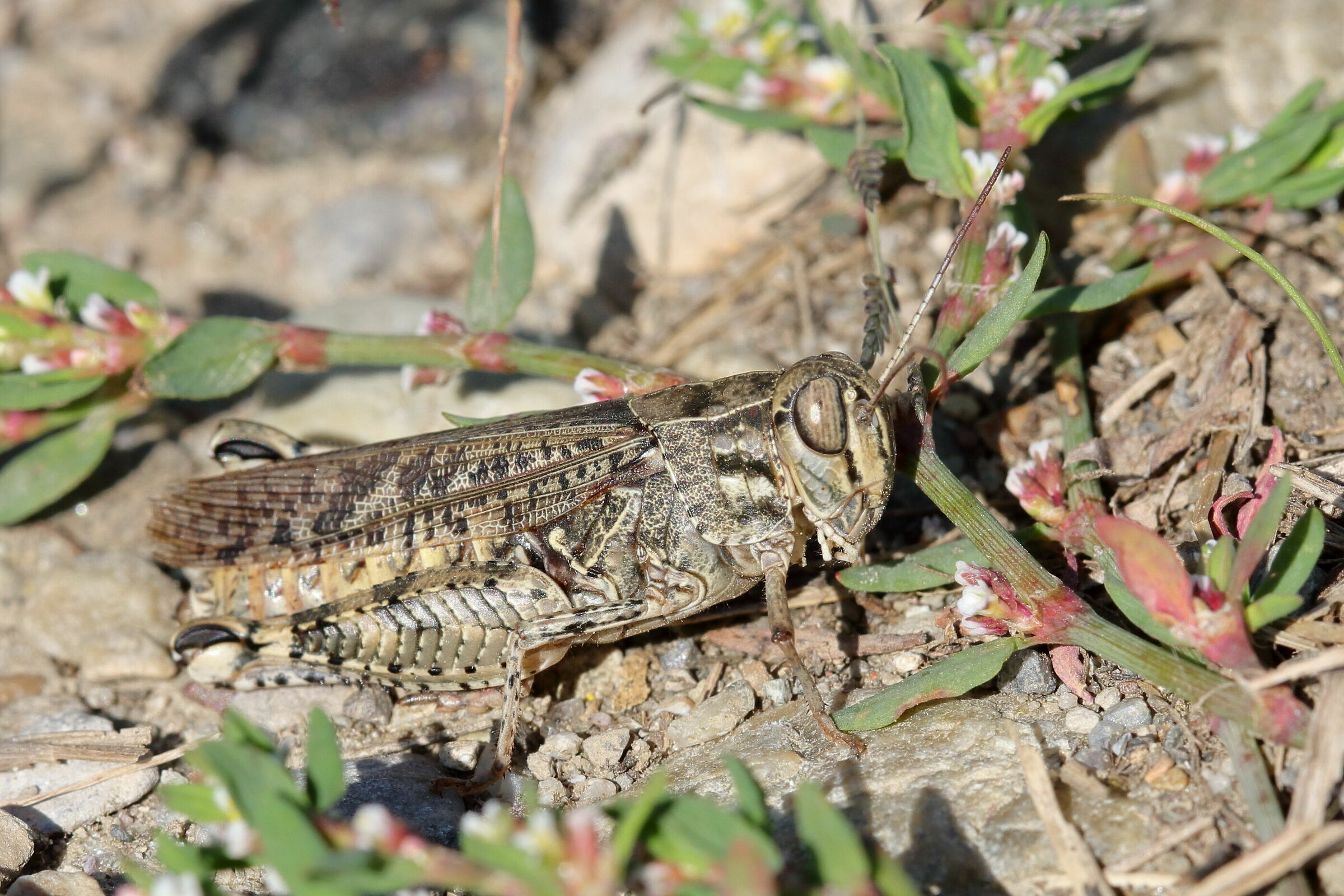 Ferma in mezzo al sentiero