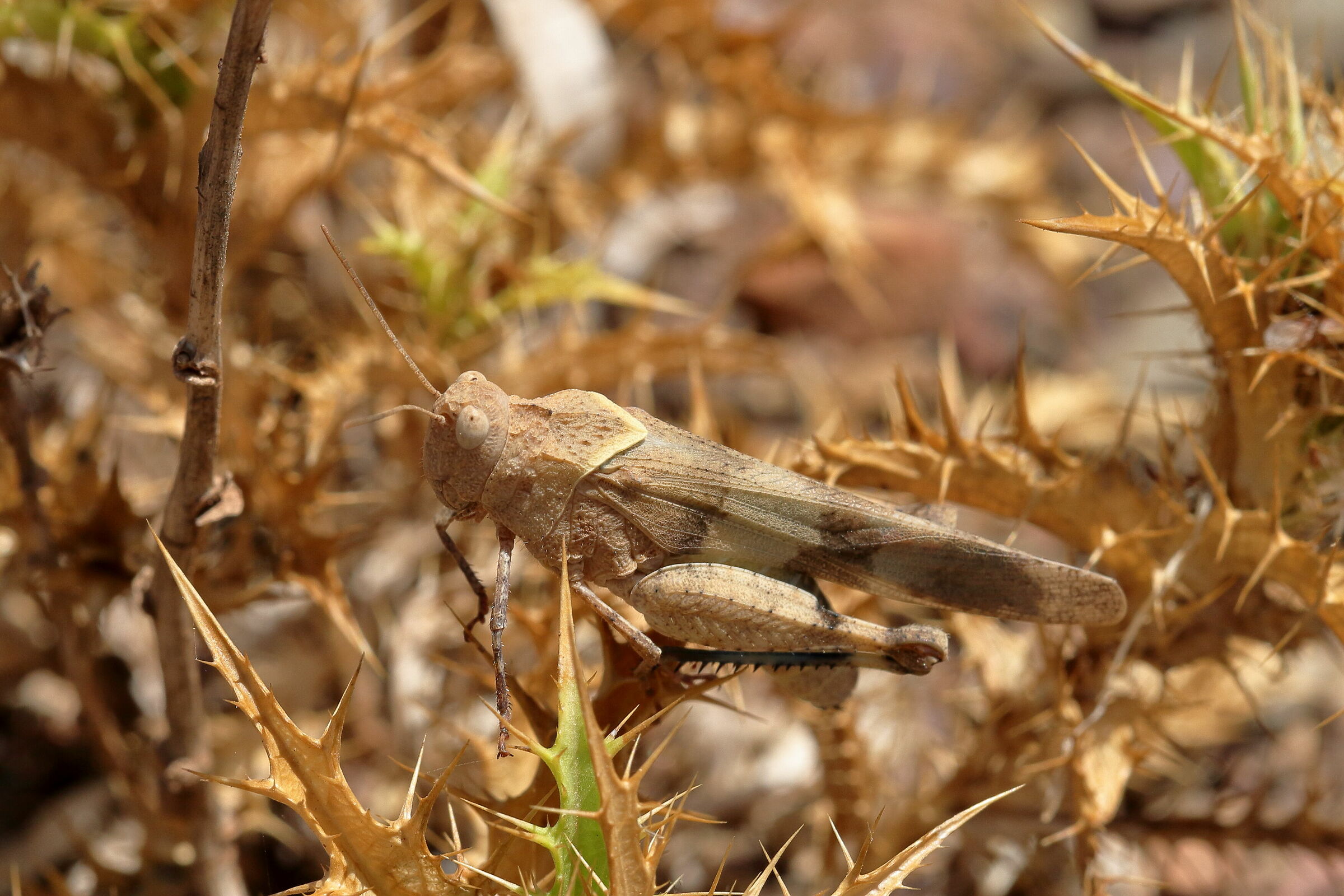 Cavalletta tra le spine