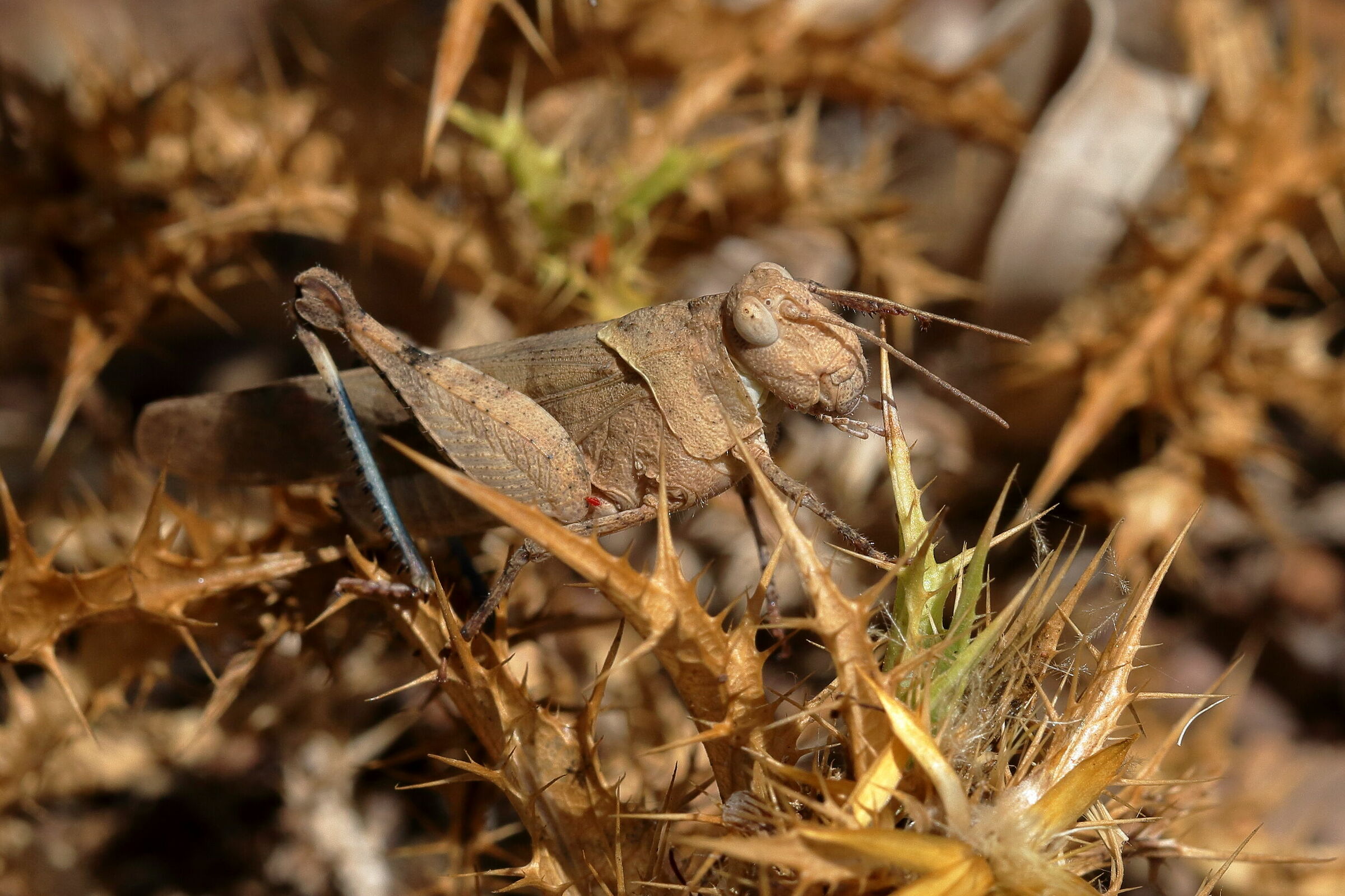 Cavalletta tra le spine 2