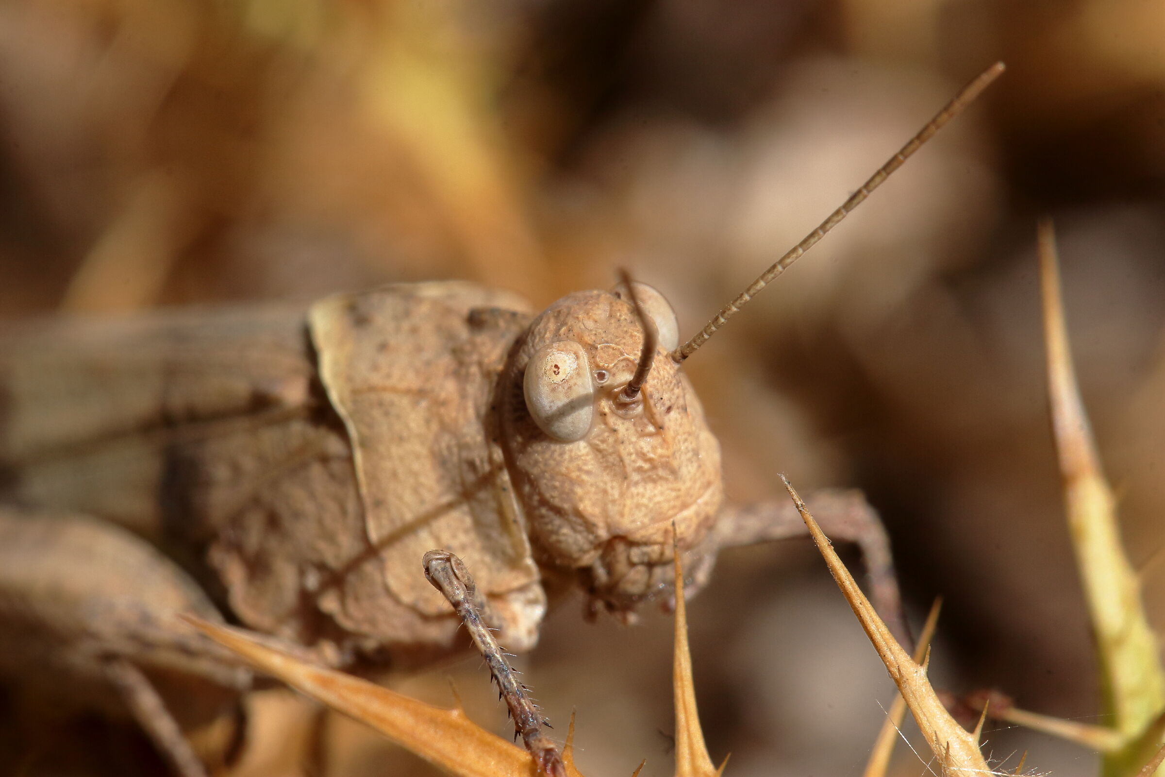 Cavalletta tra le spine 3