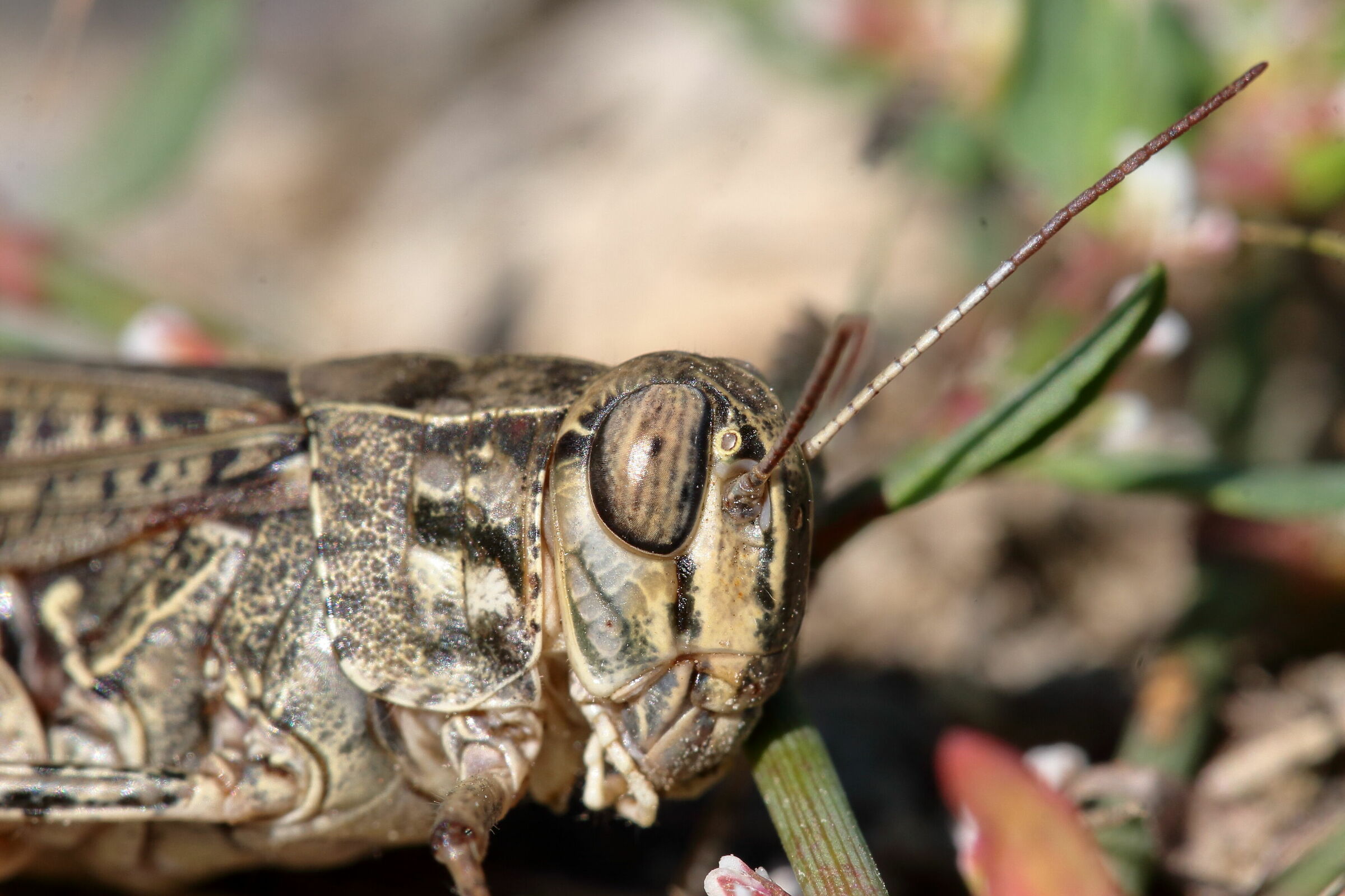 Ferma in mezzo al sentiero - dettaglio