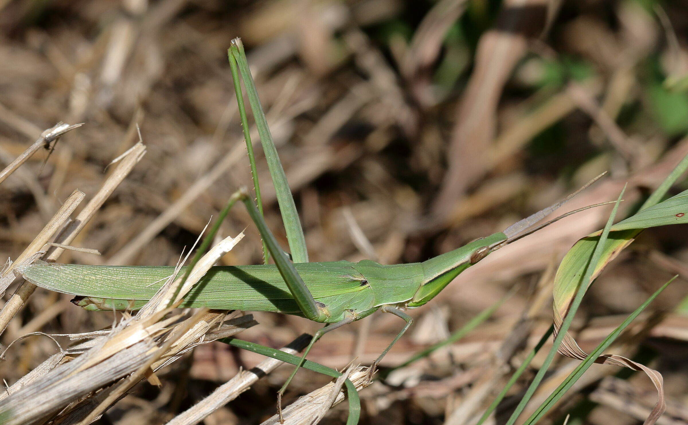 Cavalletta capalunga