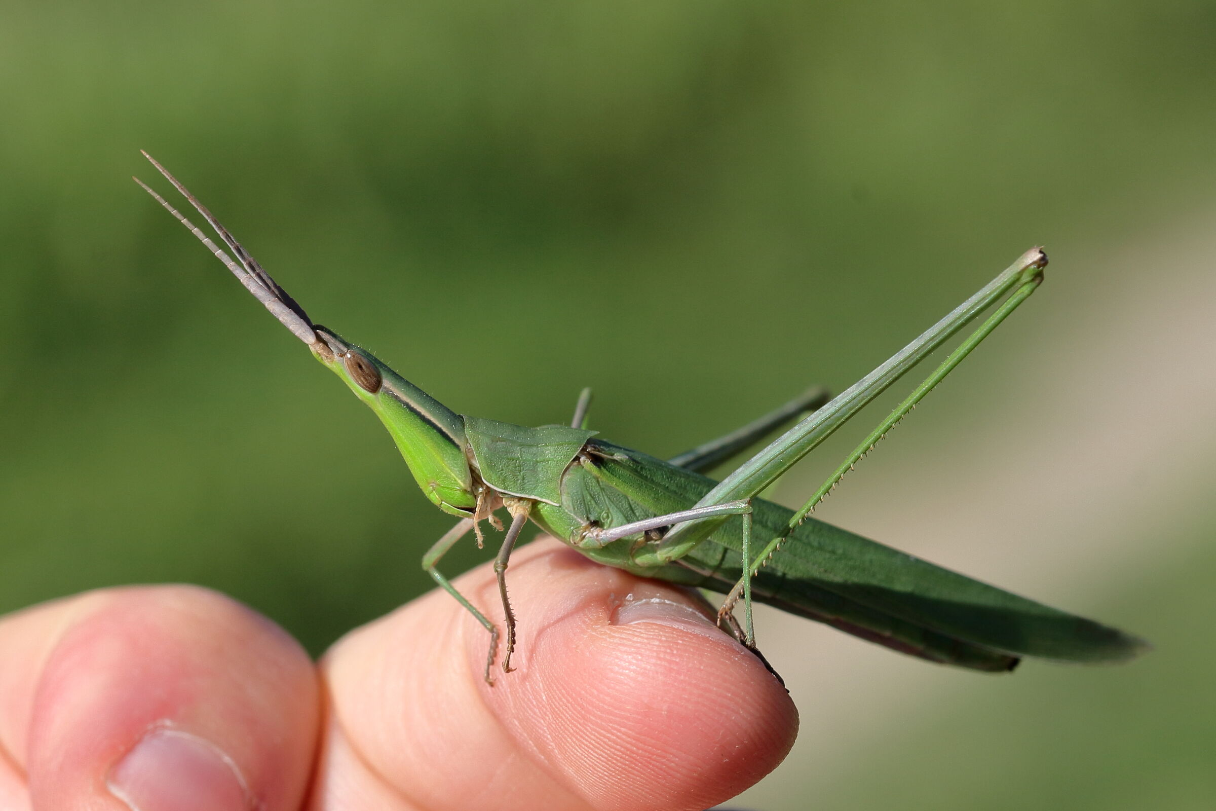 Cavalletta capalunga... amichevole!