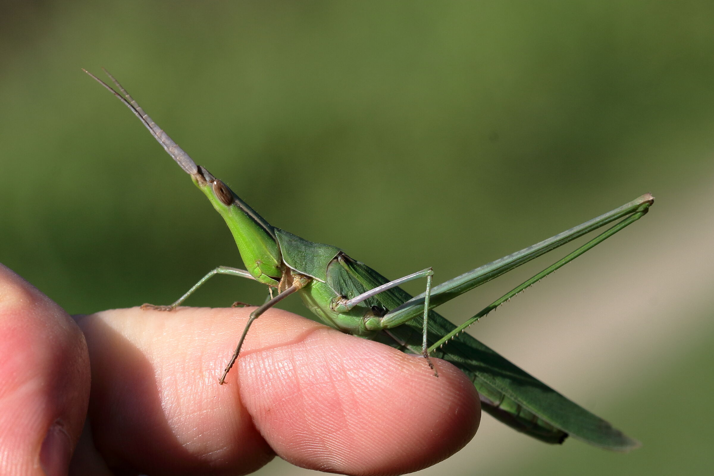 Cavalletta capalunga... sulla mano!