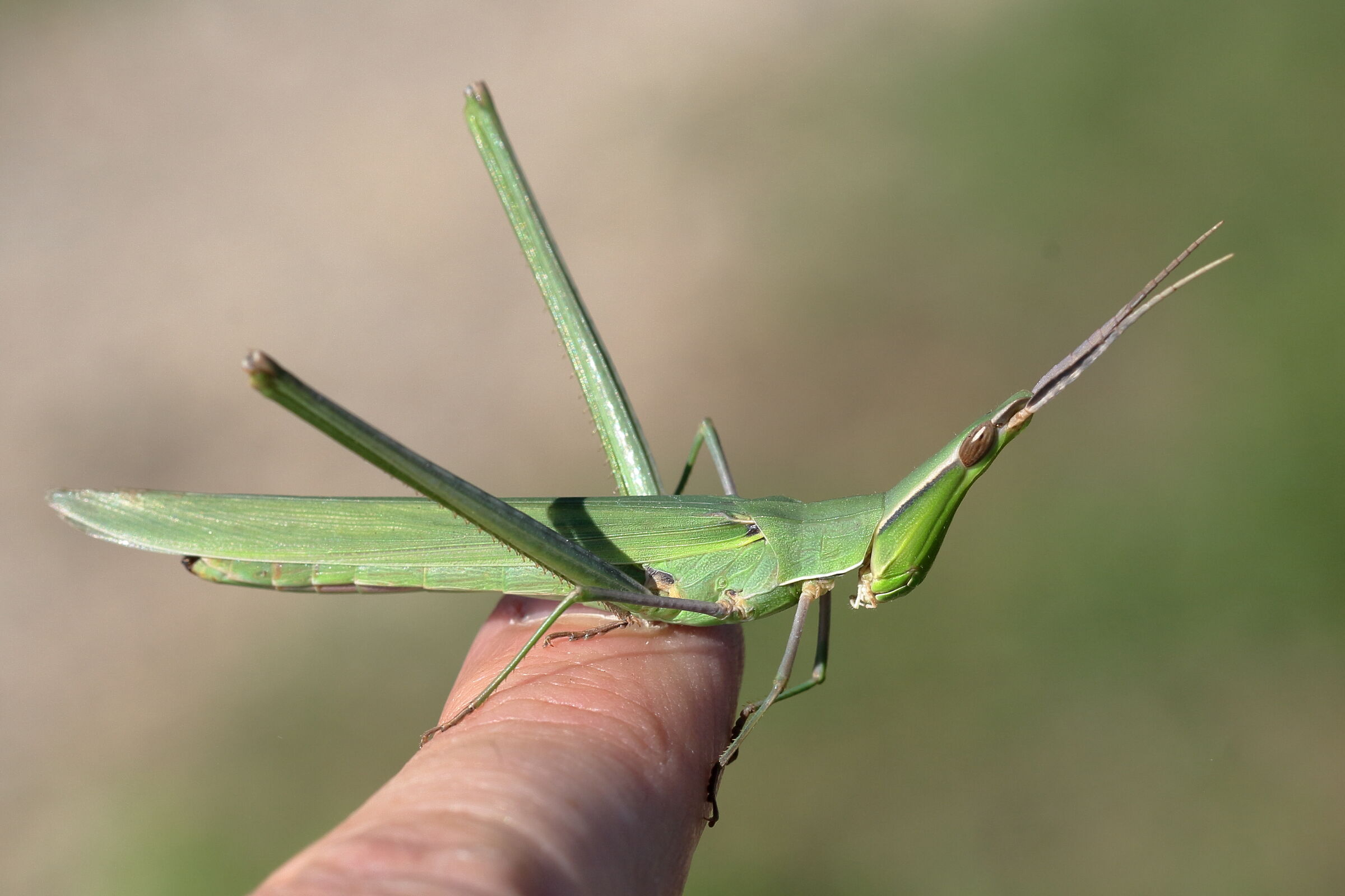 Niente, non voleva scendere!