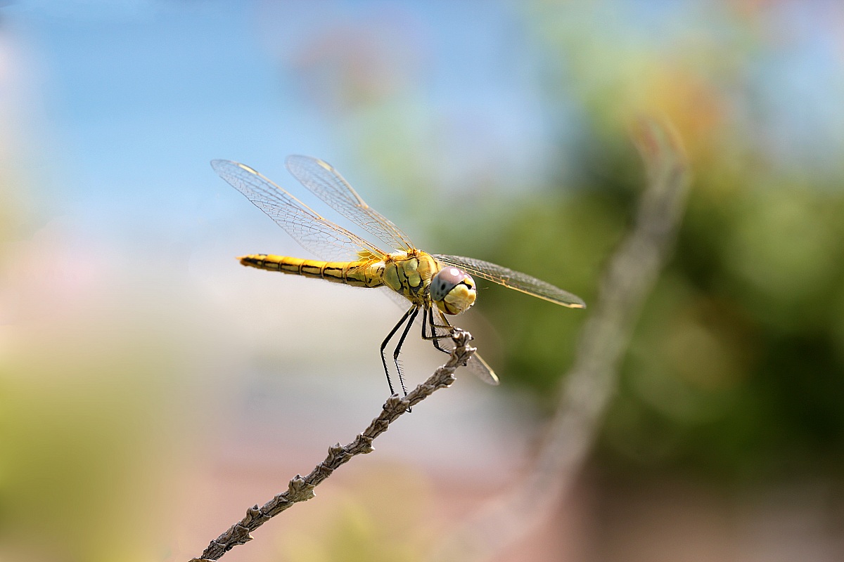 Libellula