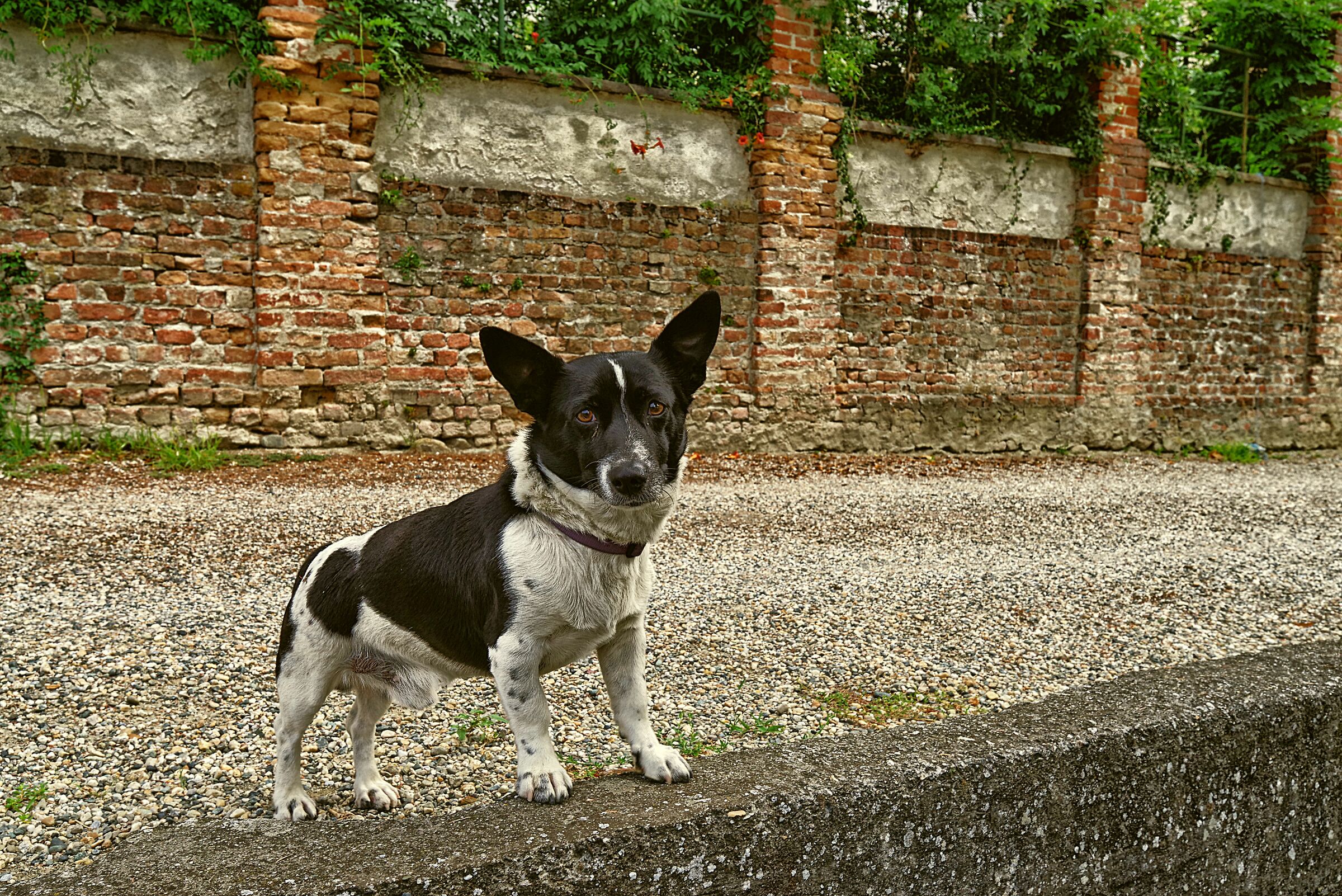 Lillo, cane arzillo!