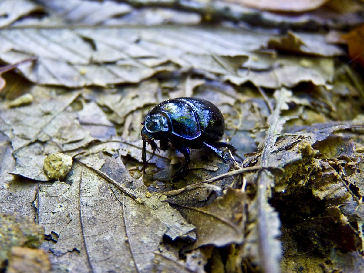 Scarabeo stercorario
