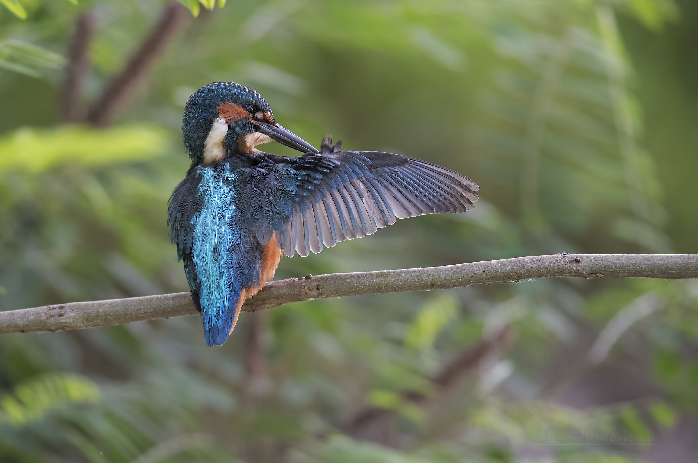 Kingfisher