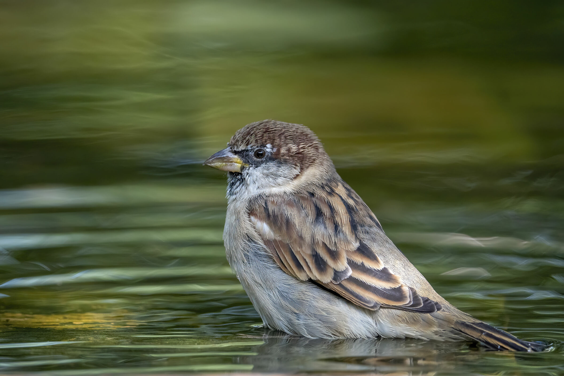 A sparrow