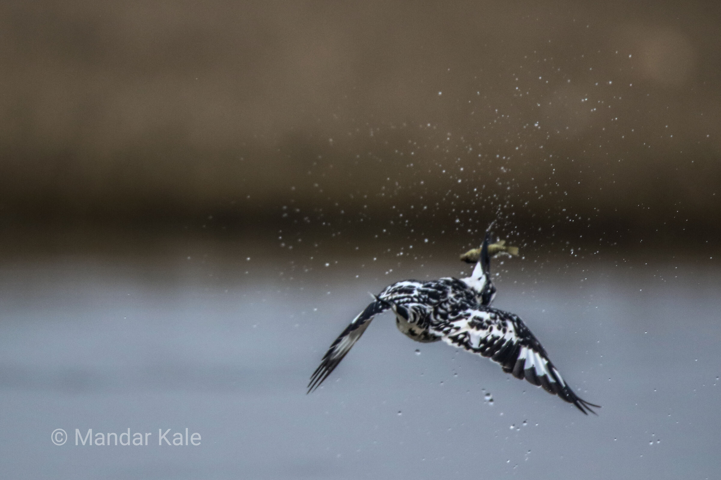 Pied Kingfisher