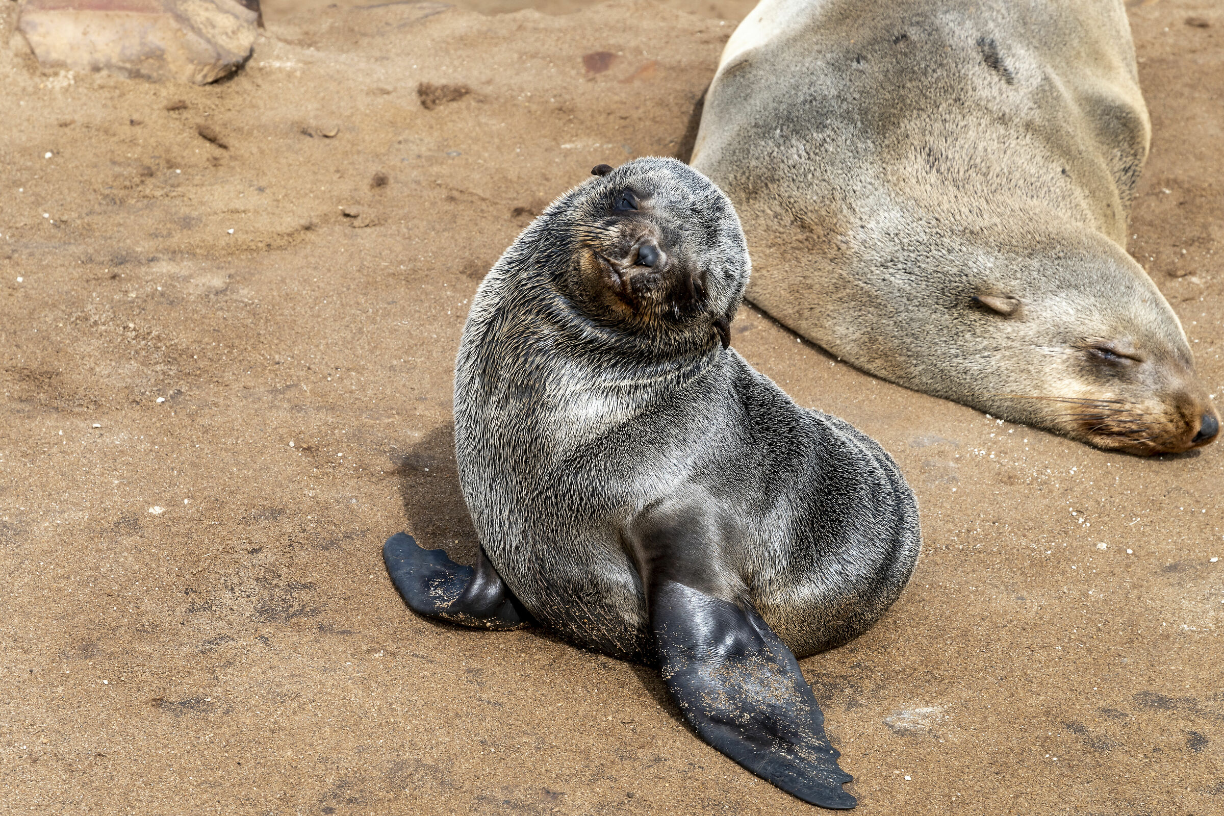Cape Cross Namibia