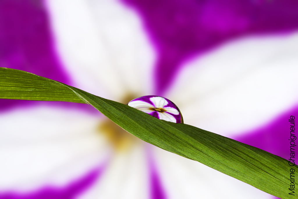 Water drop reflections
