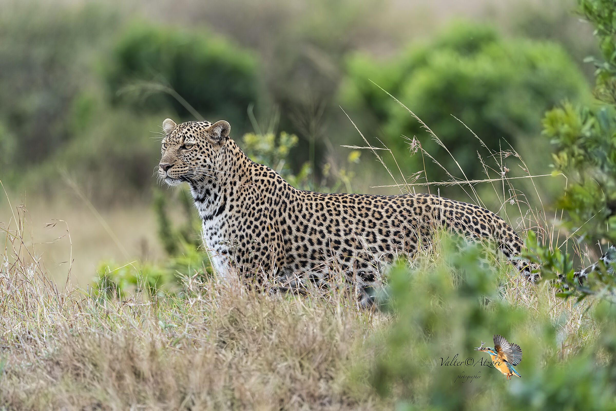 Female leopard under observation