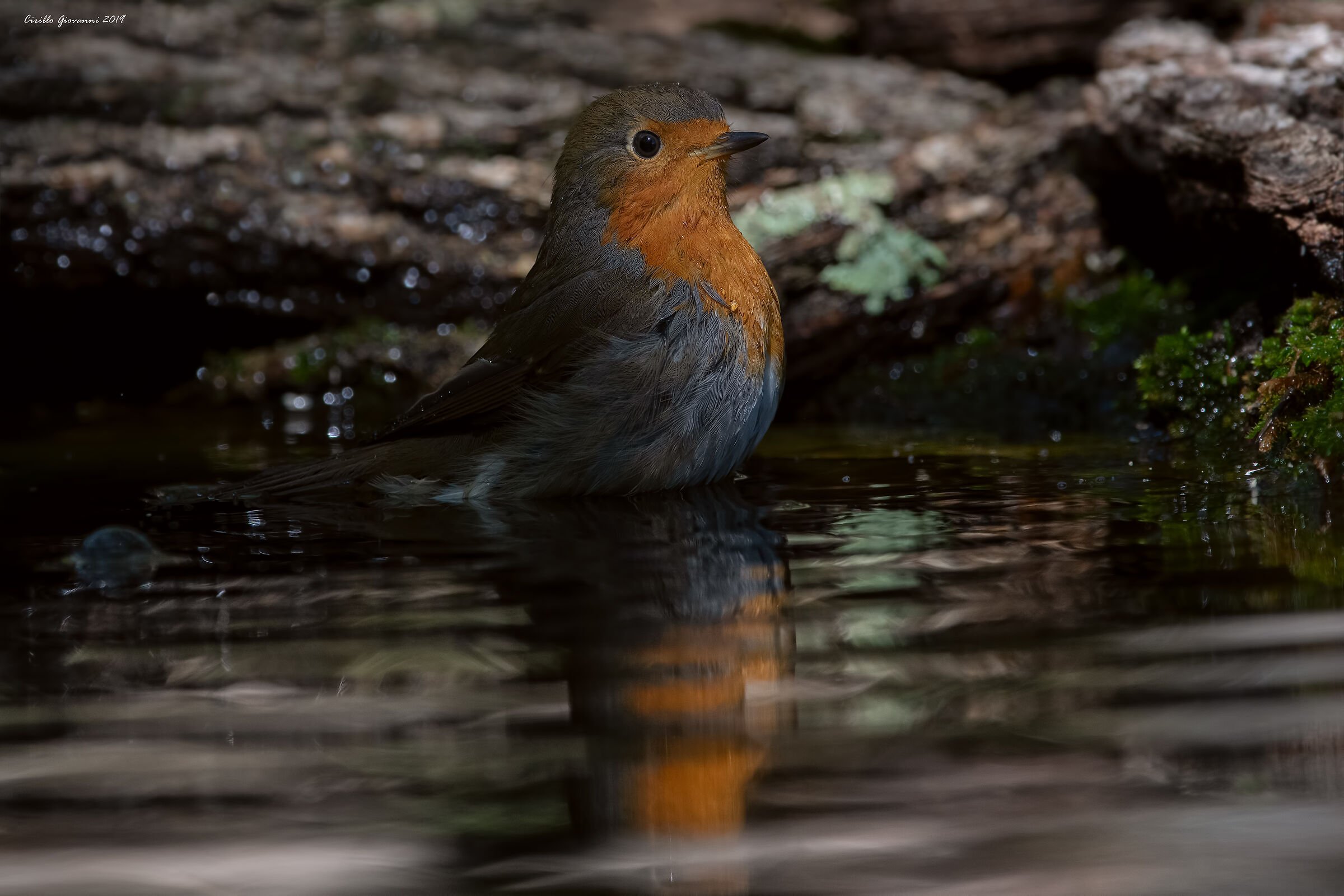 il pettirosso fa il bagno
