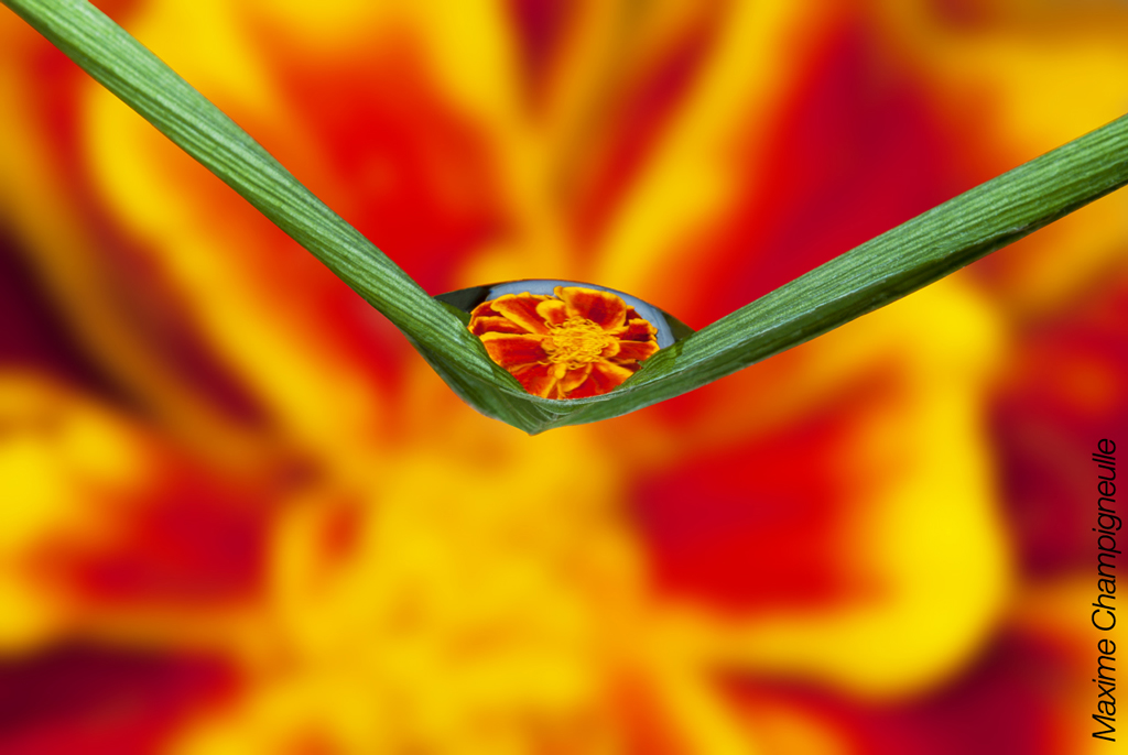 Water drop reflections