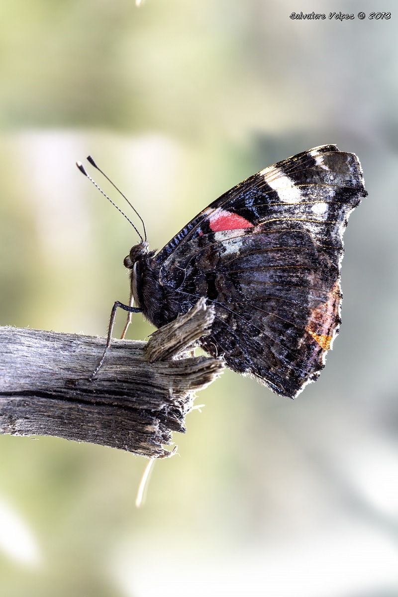 una simpatica farfallina