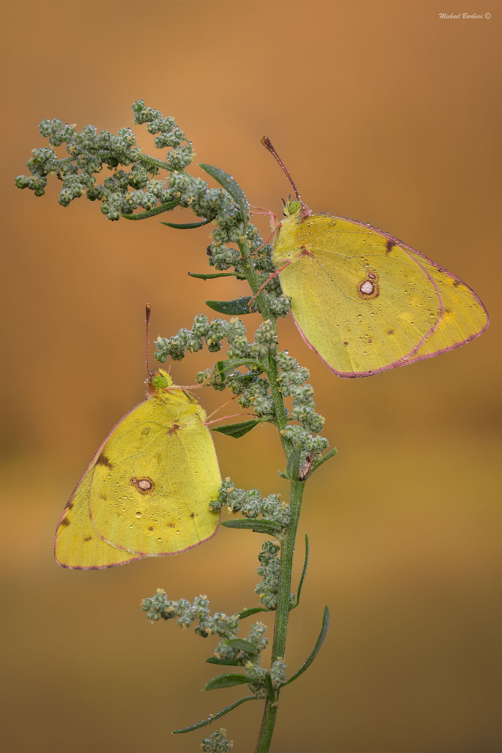 Couple of Colias cross