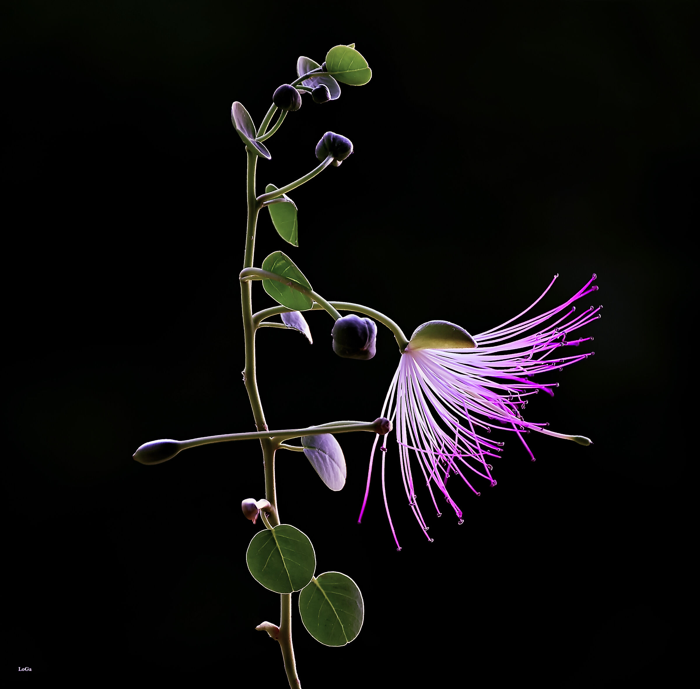 Caper flower