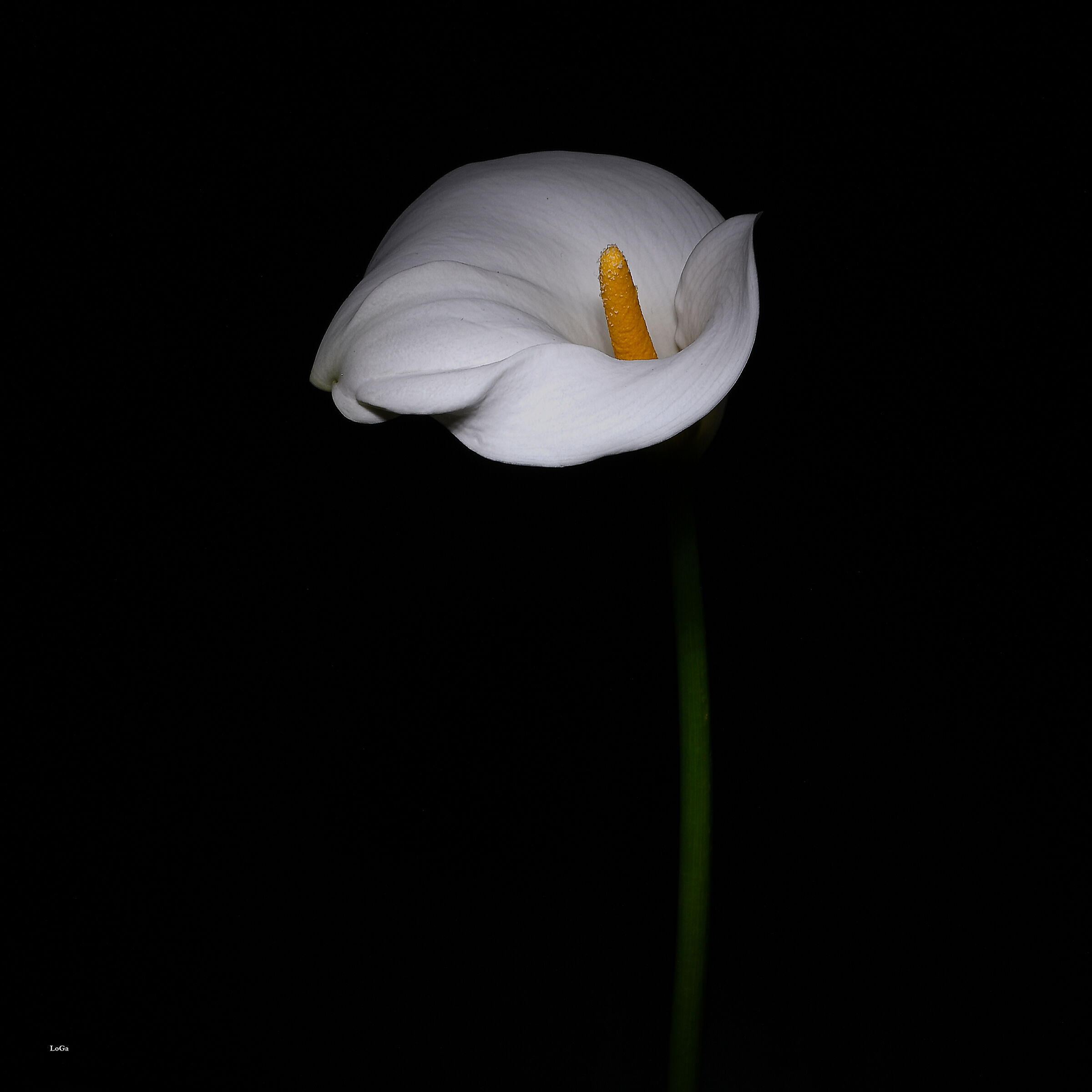 Calla