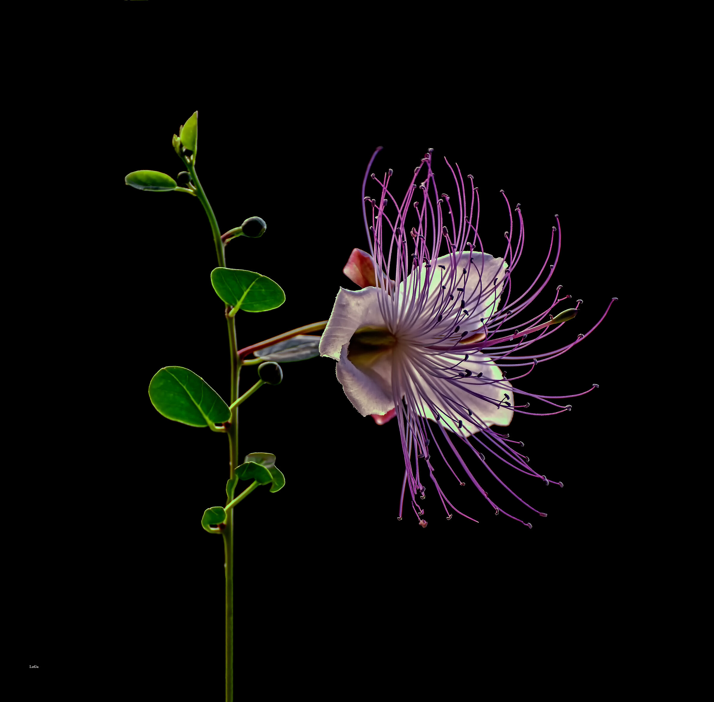 Caper flower
