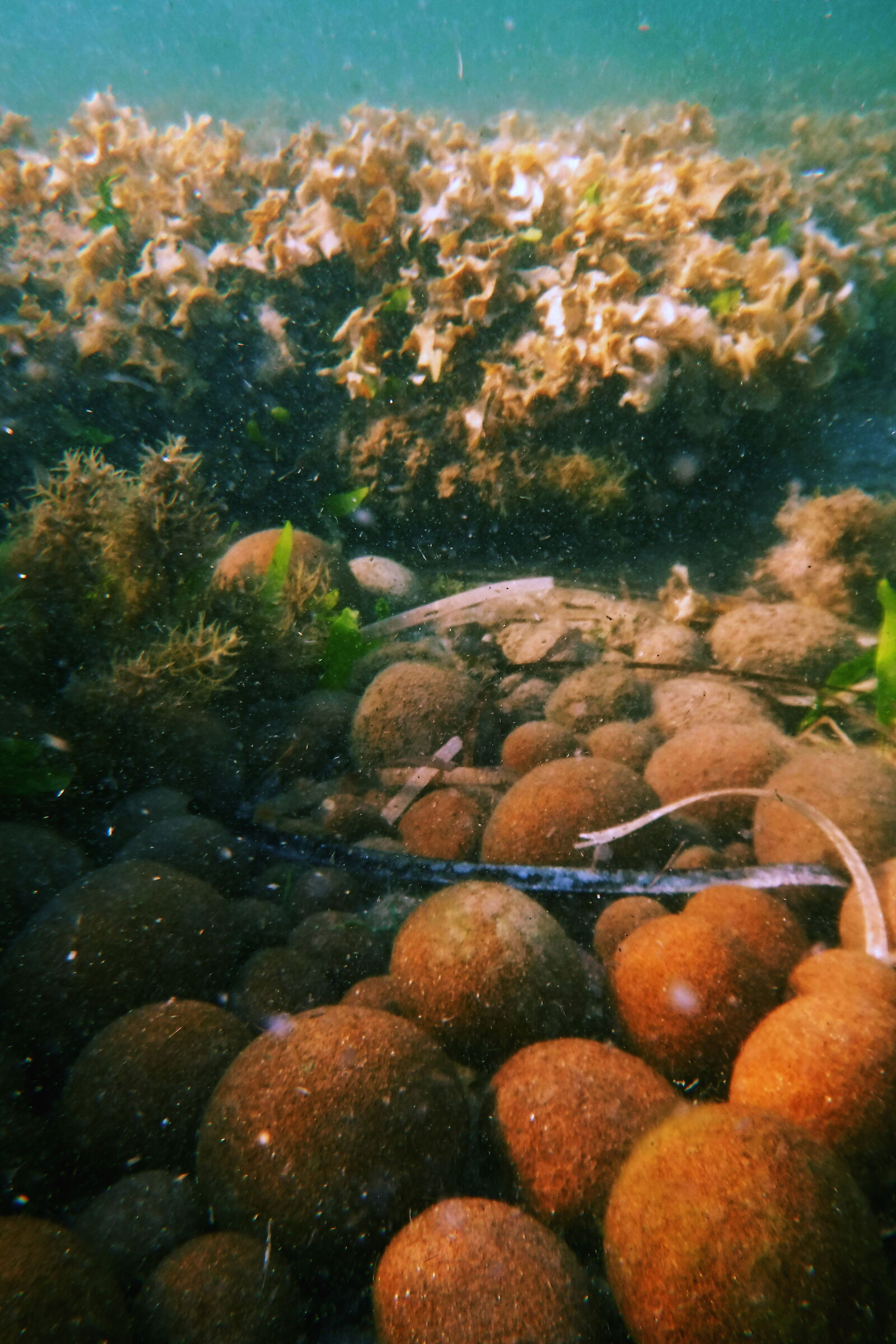 Seaballs (egagropili)