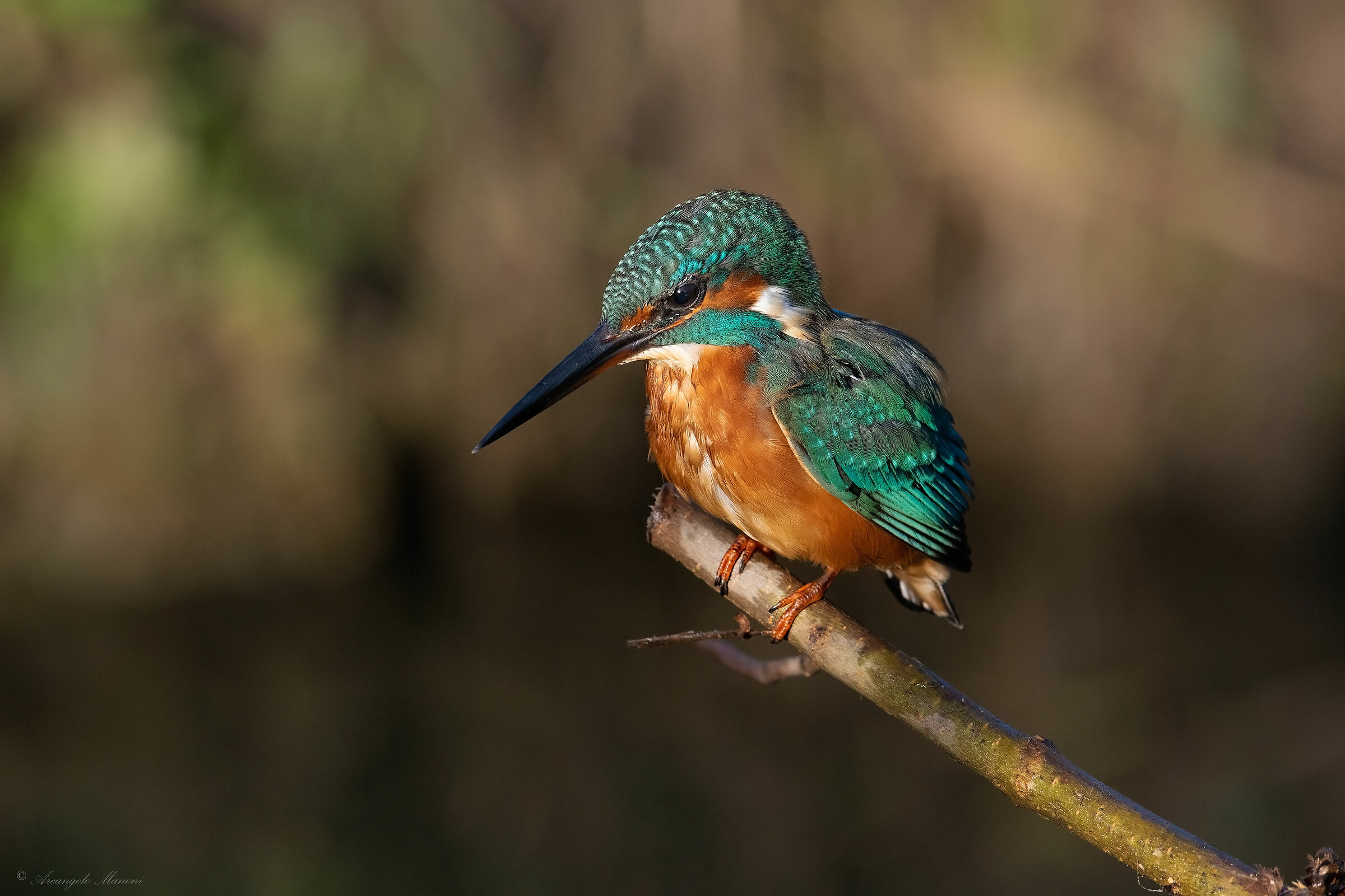 The Guardian of the River