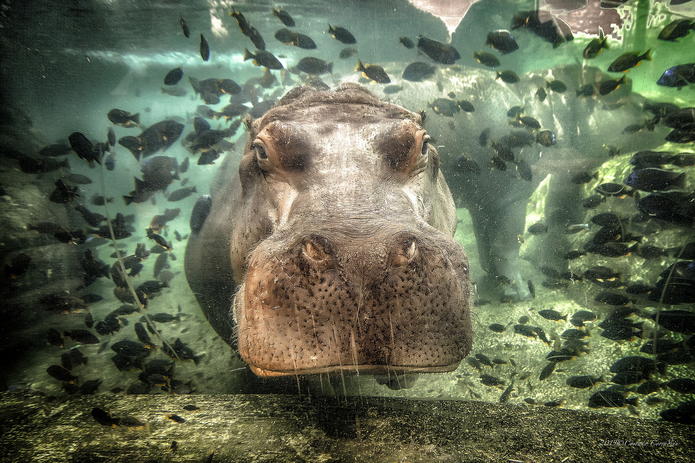 Hello Hippo