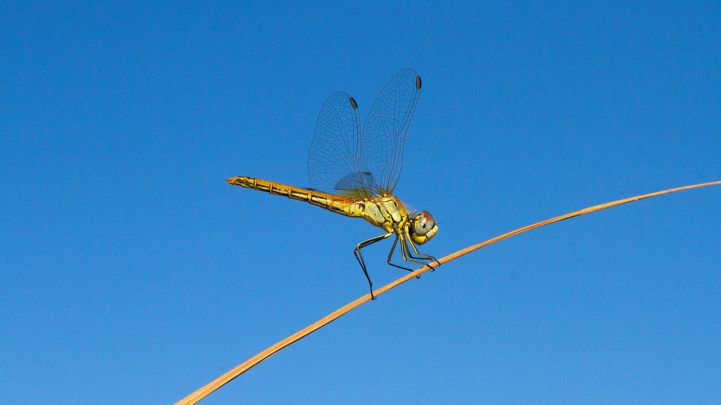 libellula