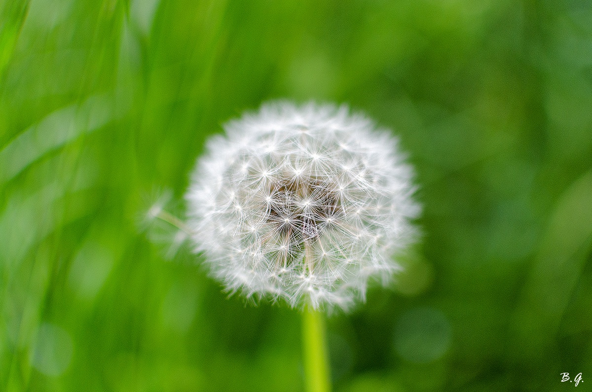 Soft child's play - Taraxacum Stardust