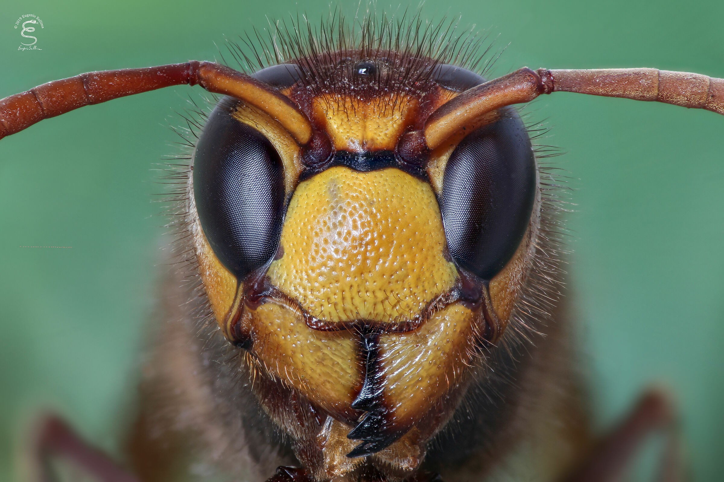 Portrait of hornet