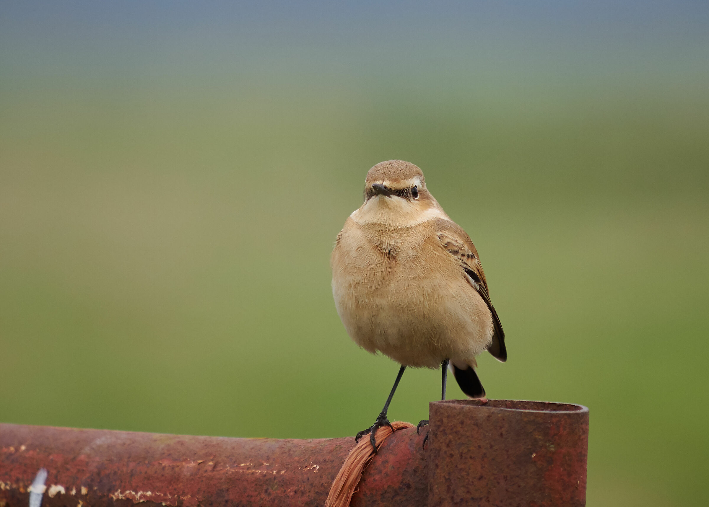 Northern Wheatear eyecontact