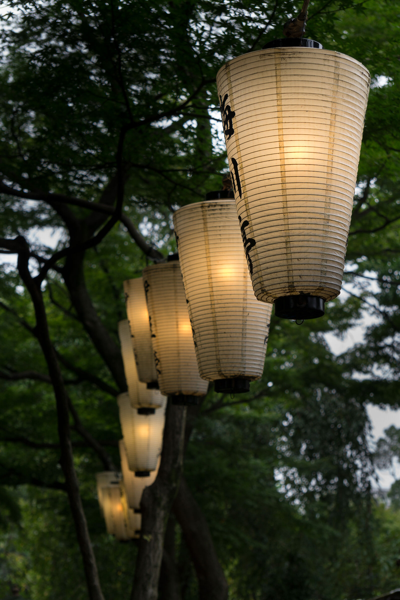 White lanterns