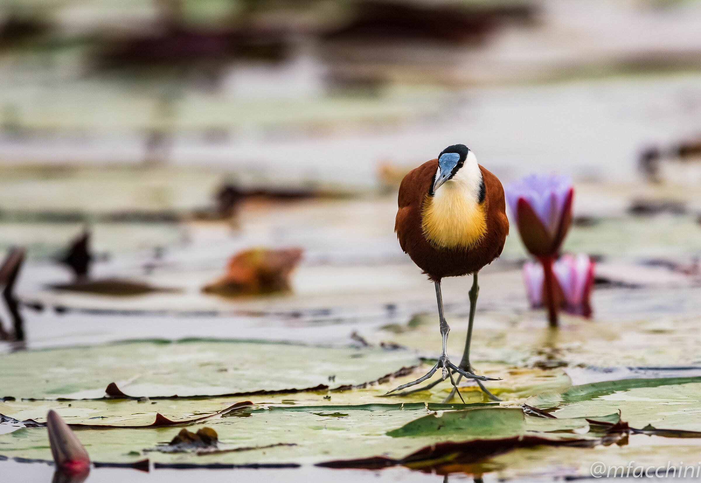 Actophilornis africanus /Jacana africana