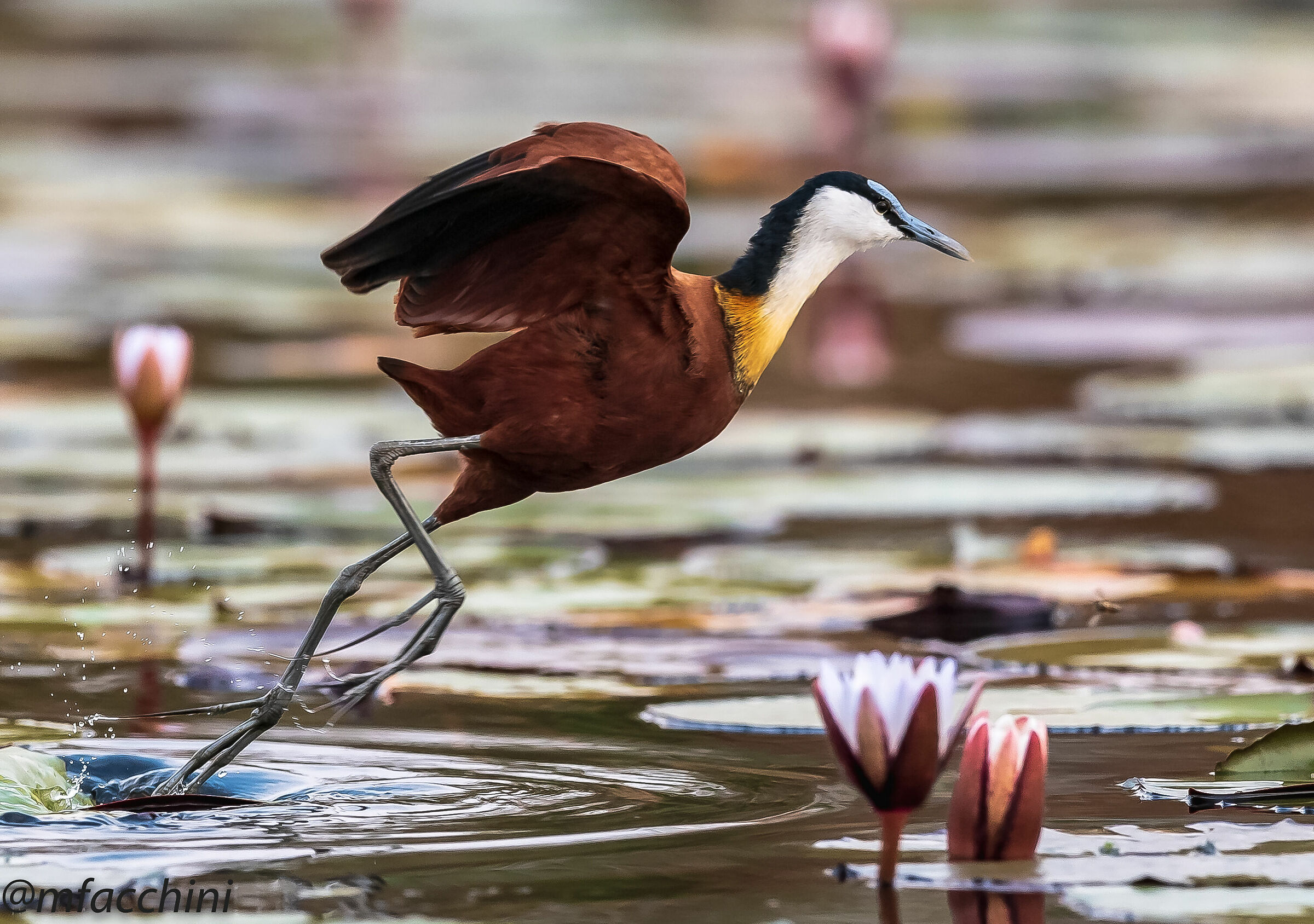 Actophilornis africanus /Jacana africana