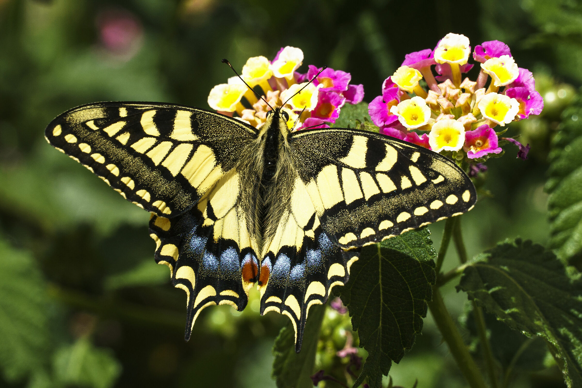 Swallowtail